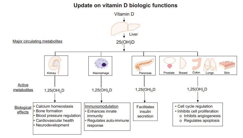 Biological Functions of vitamin D at is.gd/gJ31a4