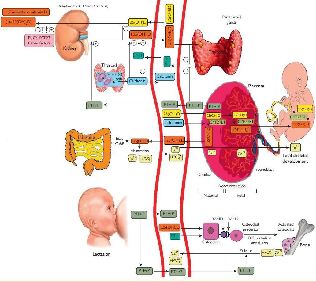 Lactation and Pregnancy @ /is.gd/Holick613