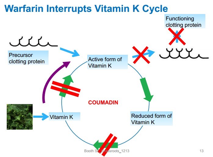 vitamin k when on coumadin